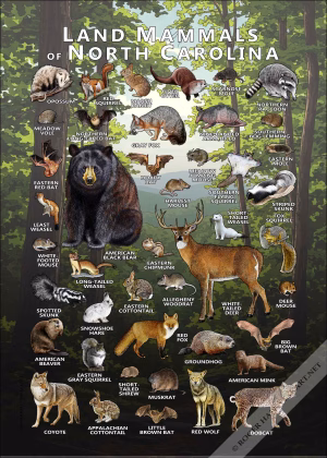 Land Mammals of North Carolina poster print