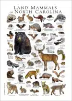 Land Mammals of North Carolina poster print