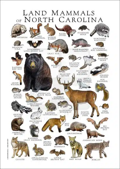 Land Mammals of North Carolina poster print
