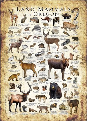 Land Mammals of Oregon poster print