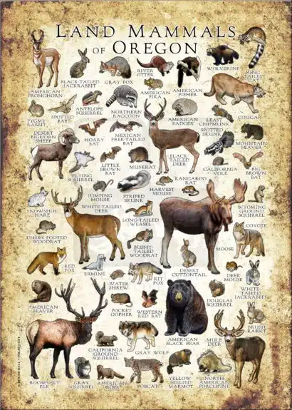 Land Mammals of Oregon poster print