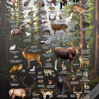 Land Mammals of Oregon poster print