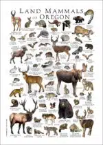 Land Mammals of Oregon poster print