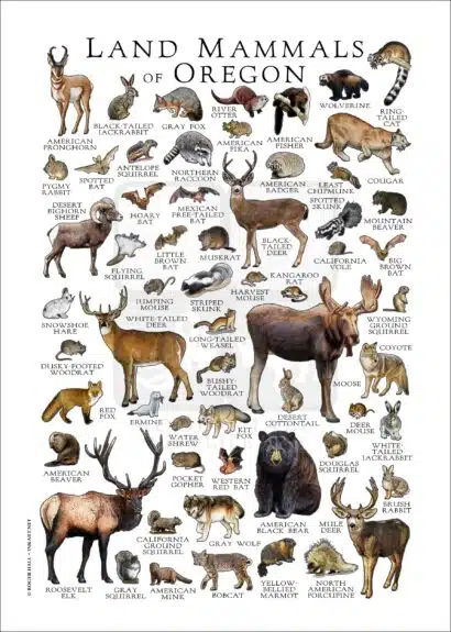 Land Mammals of Oregon poster print