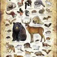 Rhode Island land mammals poster print