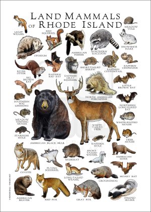 Rhode Island land mammals poster print