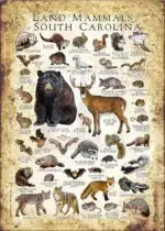 Land Mammals of South Carolina poster print