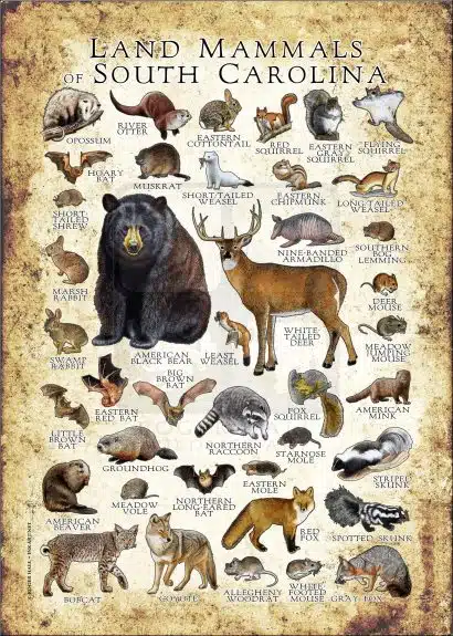 Land Mammals of South Carolina poster print