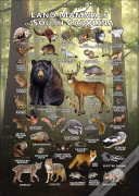 Land Mammals of South Carolina poster print