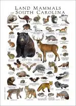 Land Mammals of South Carolina poster print