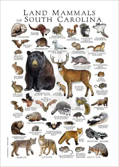 Land Mammals of South Carolina poster print