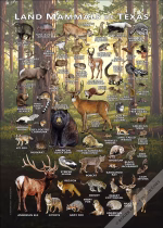 Land Mammals of Texas poster print