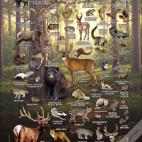 Land Mammals of Texas poster print