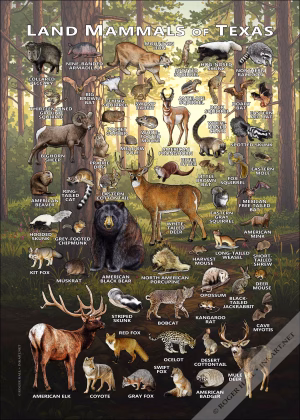 Land Mammals of Texas poster print