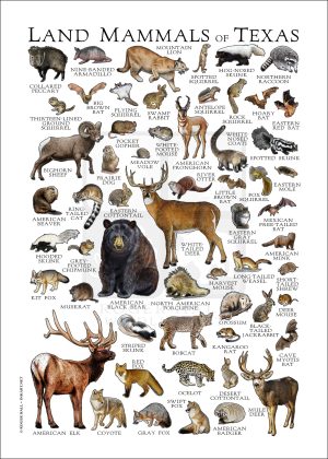 Land Mammals of Texas poster print