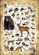 Land Mammals of Virginia poster print