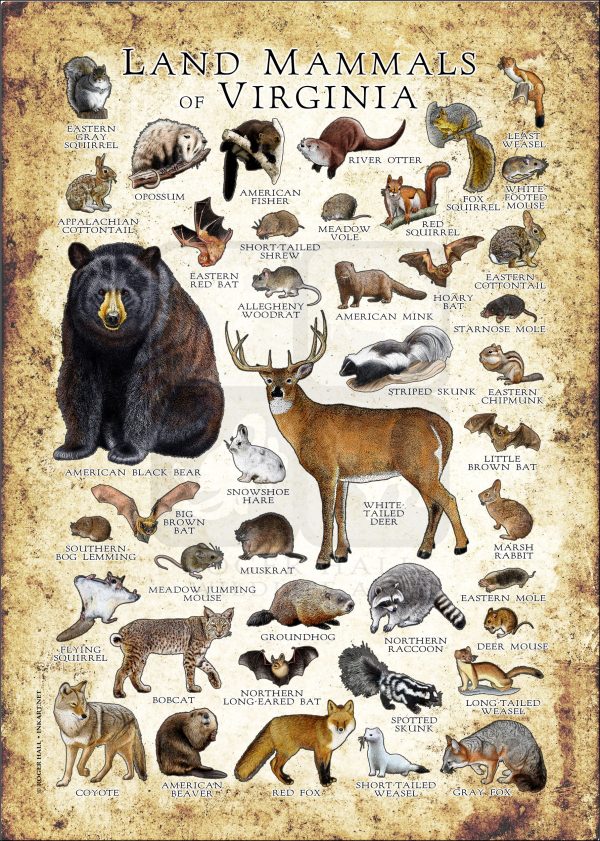 Land Mammals of Virginia poster print