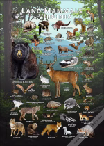Land Mammals of Virginia poster print