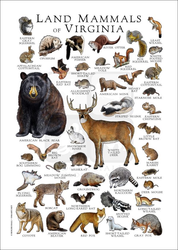 Land Mammals of Virginia poster print