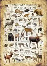 Land mammals of Washington poster print
