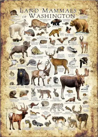 Land mammals of Washington poster print