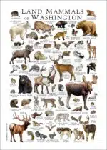 Land mammals of Washington poster print