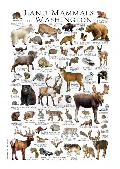 Land mammals of Washington poster print