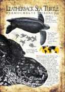 Leatherback Sea Turtle Poster