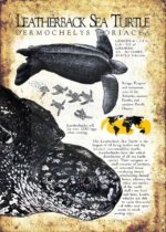 Leatherback Sea Turtle Poster