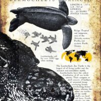 Leatherback Sea Turtle Poster