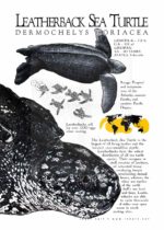 Leatherback Sea Turtle poster
