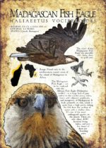 Madagascan Fish Eagle poster
