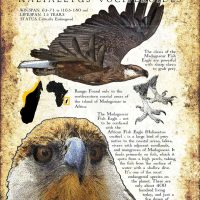 Madagascan Fish Eagle poster