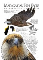 Madagascan Fish Eagle Poster
