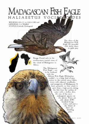 Madagascan Fish Eagle Poster