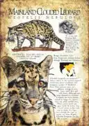 Mainland Clouded Leopard Poster