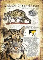 Mainland Clouded Leopard Poster