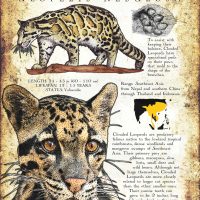 Mainland Clouded Leopard Poster
