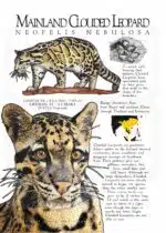 Mainland Clouded Leopard