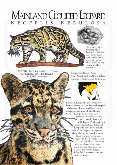 Mainland Clouded Leopard