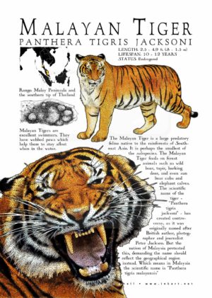 Malayan Tiger poster