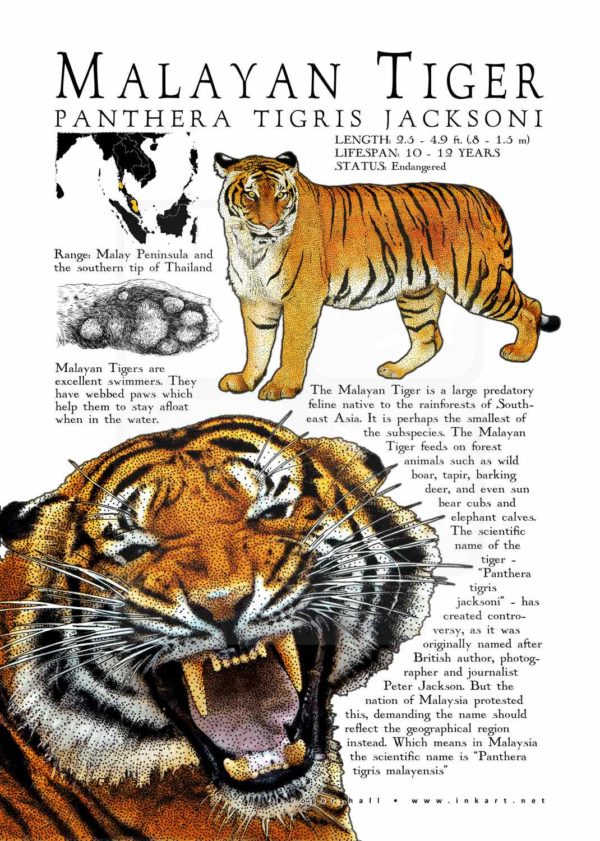 Malayan Tiger poster