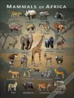 Mammals of Africa poster