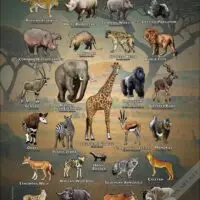 Mammals of Africa poster