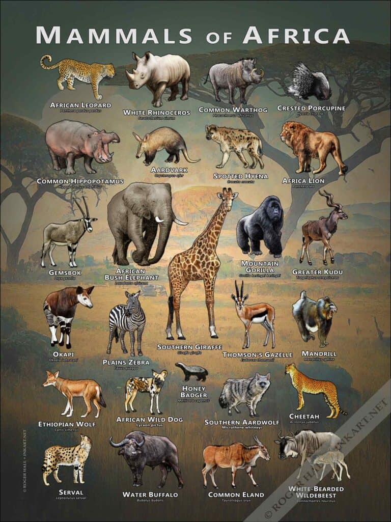 Mammals of Africa Poster - Wildlife Art