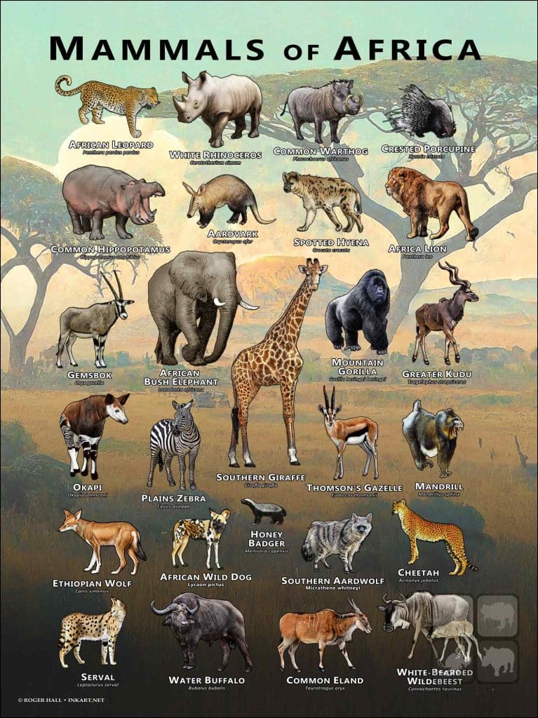 Mammals of Africa Poster Print