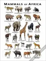 Mammals of Africa Poster - Wildlife Art - Image 2