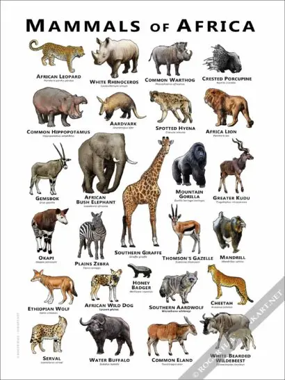 Mammals of Africa Poster - Wildlife Art - Image 2