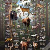 Mammals of Arizona Poster print