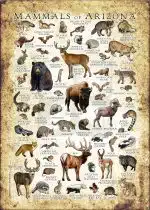 Mammals of Arizona Poster print